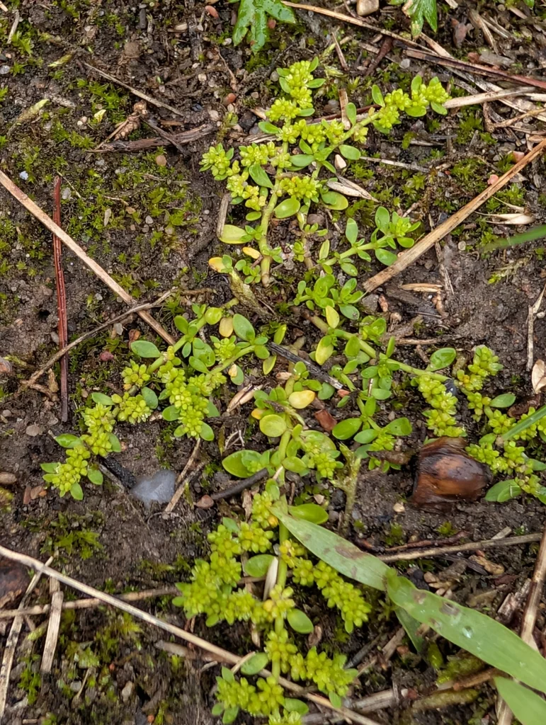 Herniaria Glabra