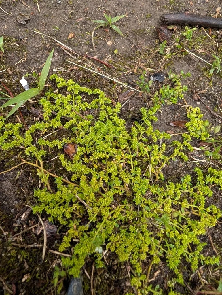 Herniaria Glabra