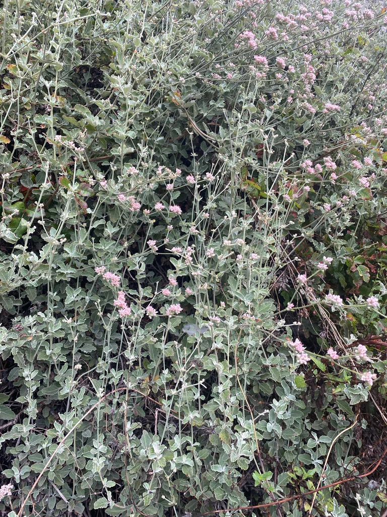 Eriogonum Cinereum