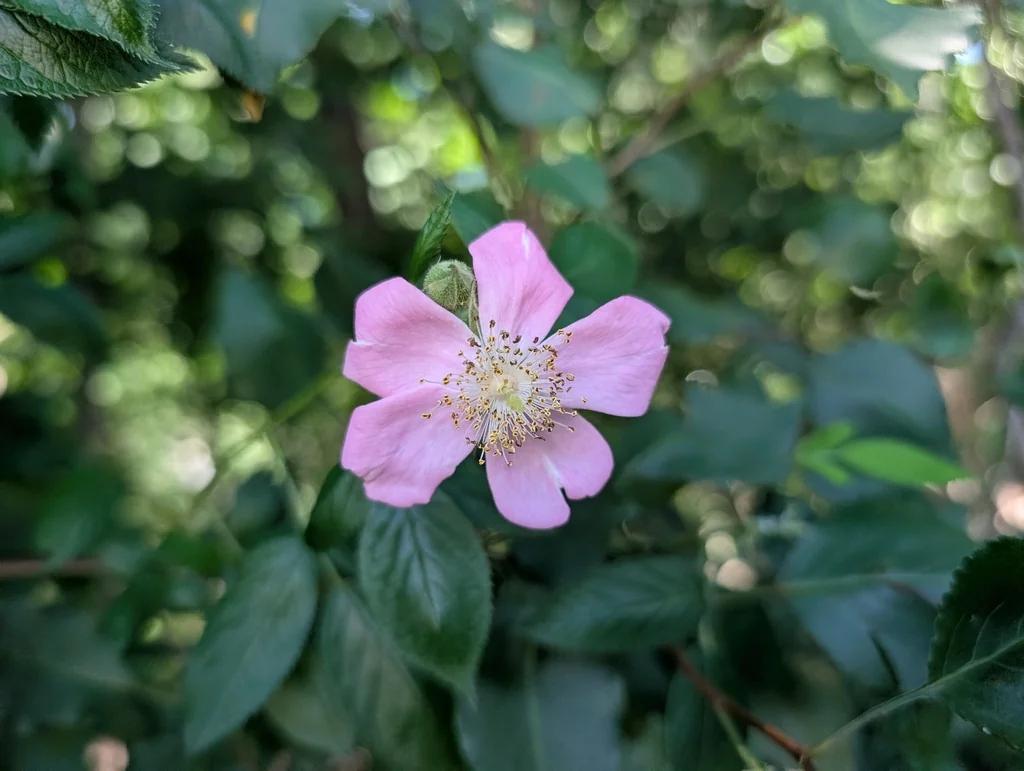 Rosa Setigera