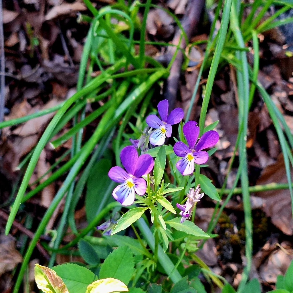 Viola Tricolor