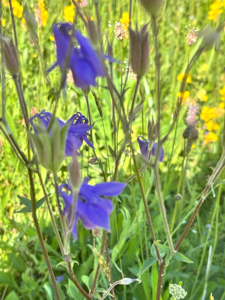 Aquilegia Vulgaris