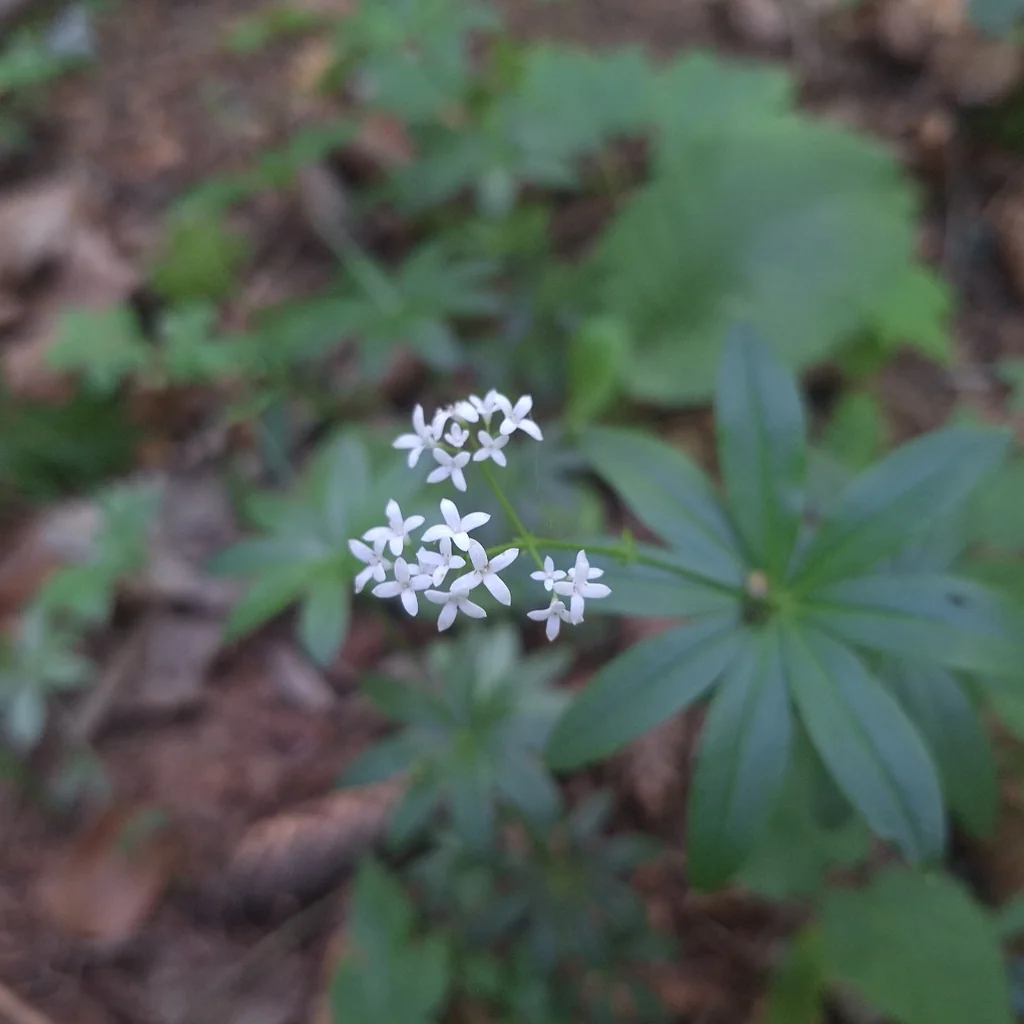 Galium Odoratum