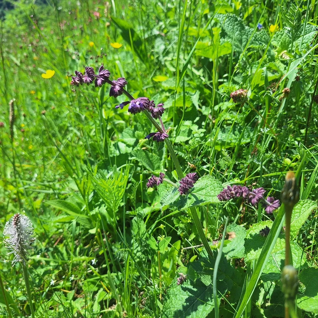 Salvia Verticillata