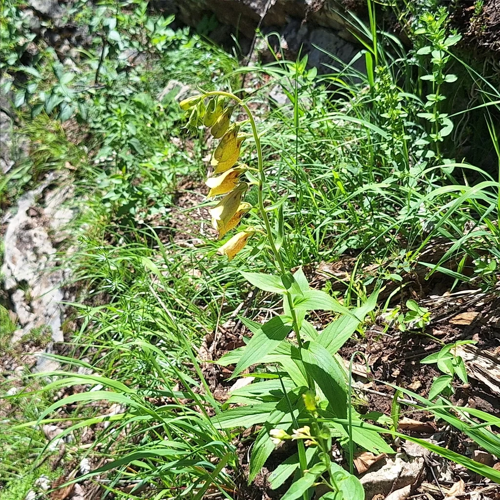 Digitalis Grandiflora
