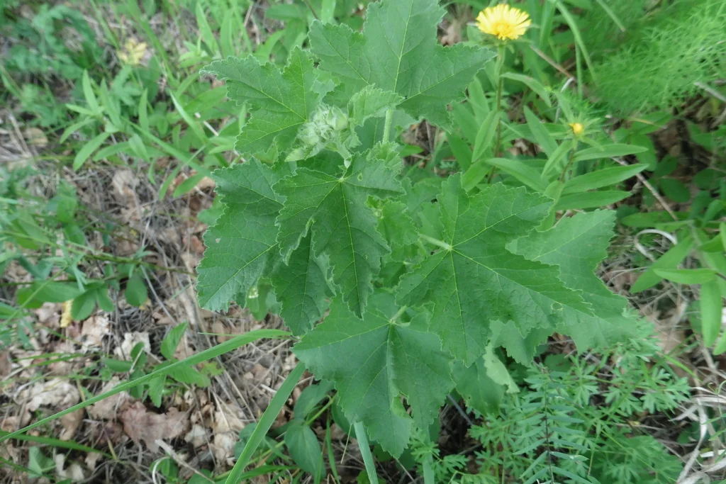 Lavatera Thuringiaca