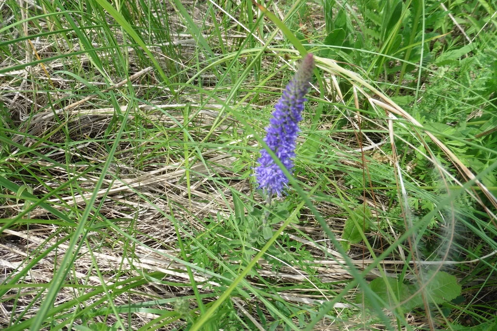 Veronica Spicata