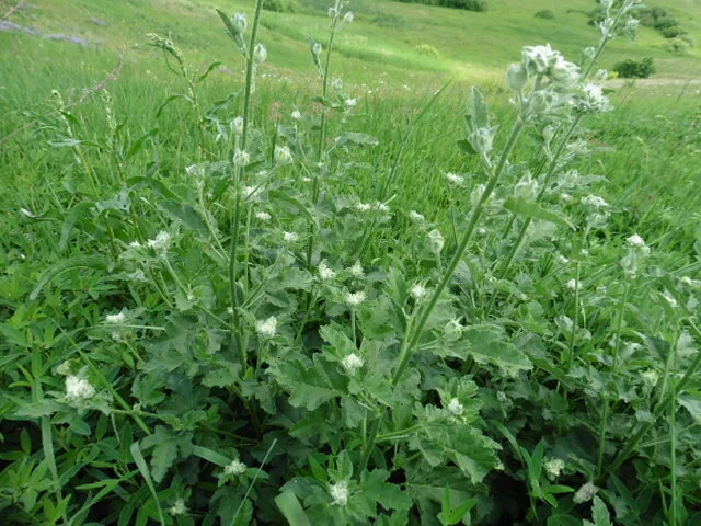 Lavatera Thuringiaca
