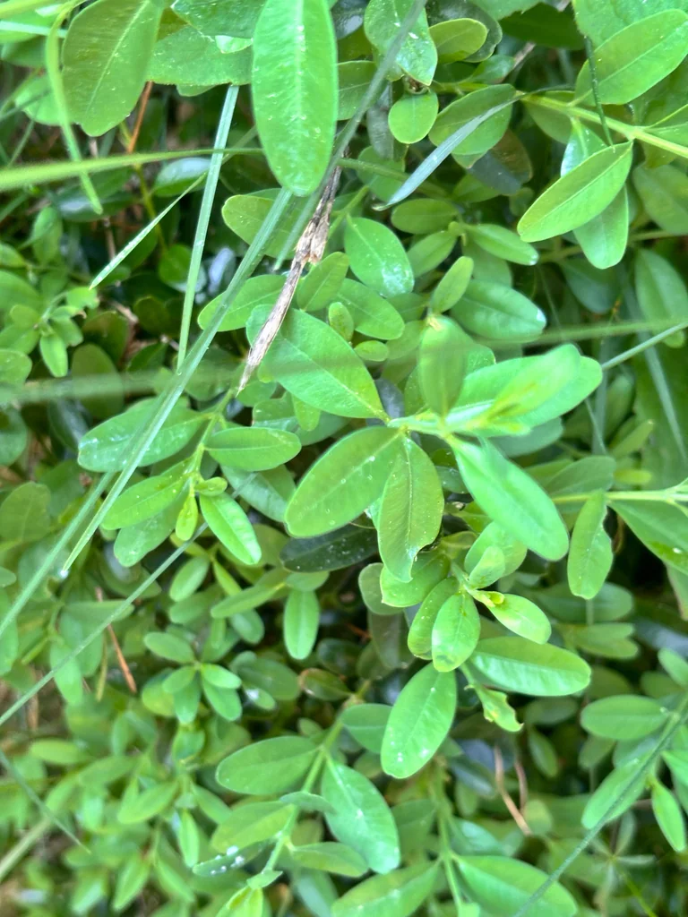 Buxus sempervirens
