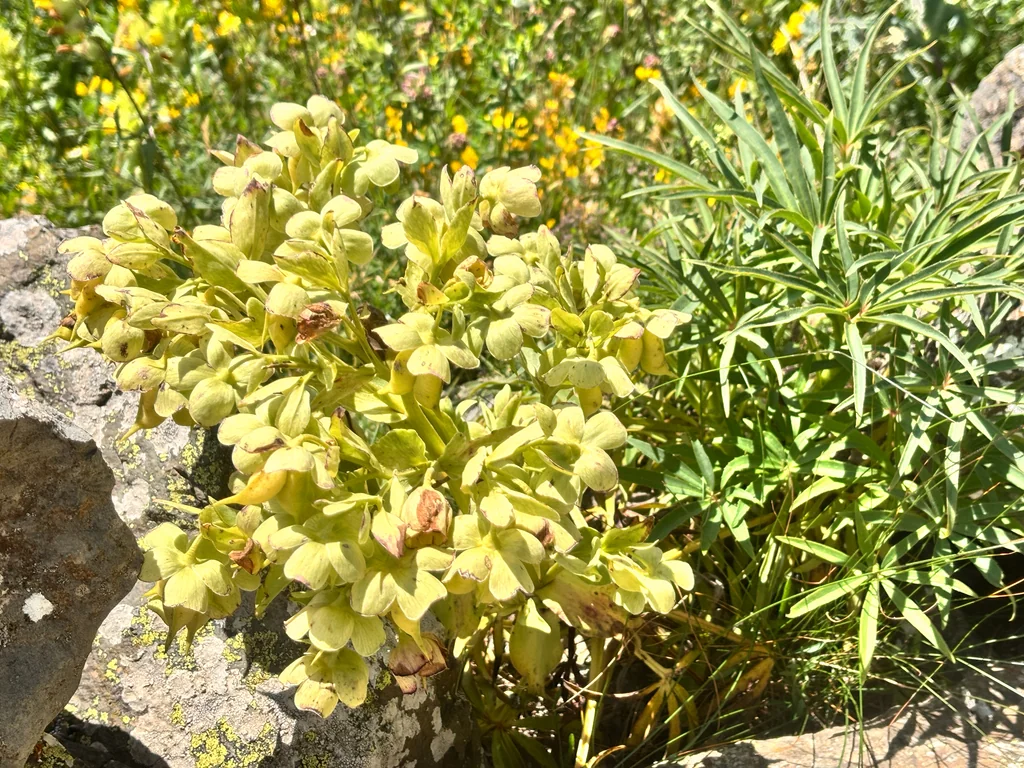 Helleborus Foetidus