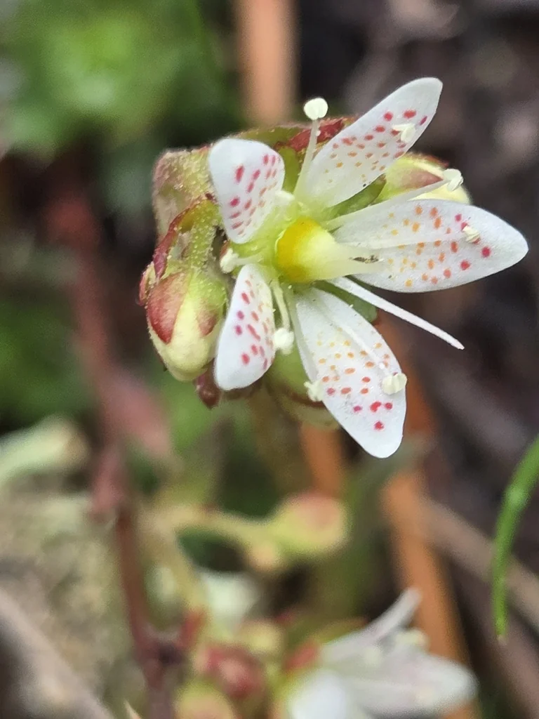 Saxifraga Tricuspidata