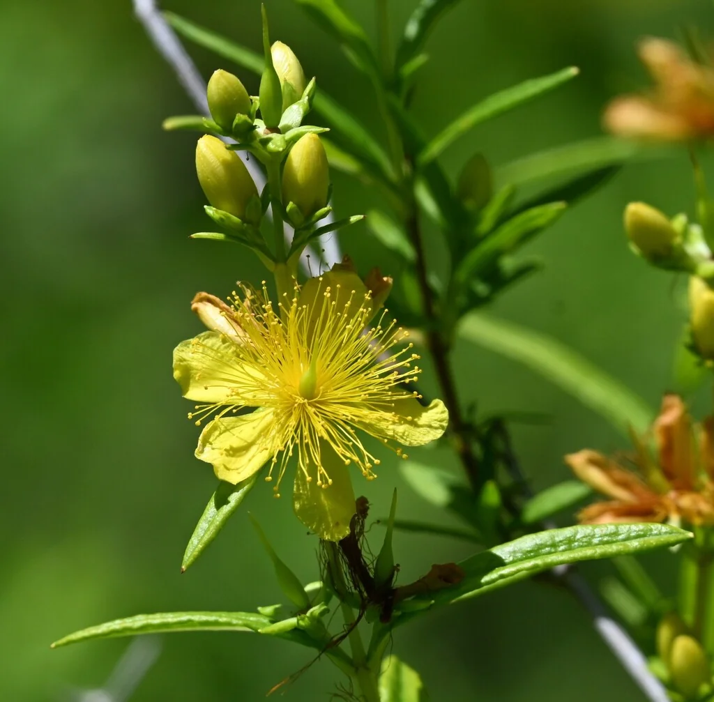 Hypericum Prolificum