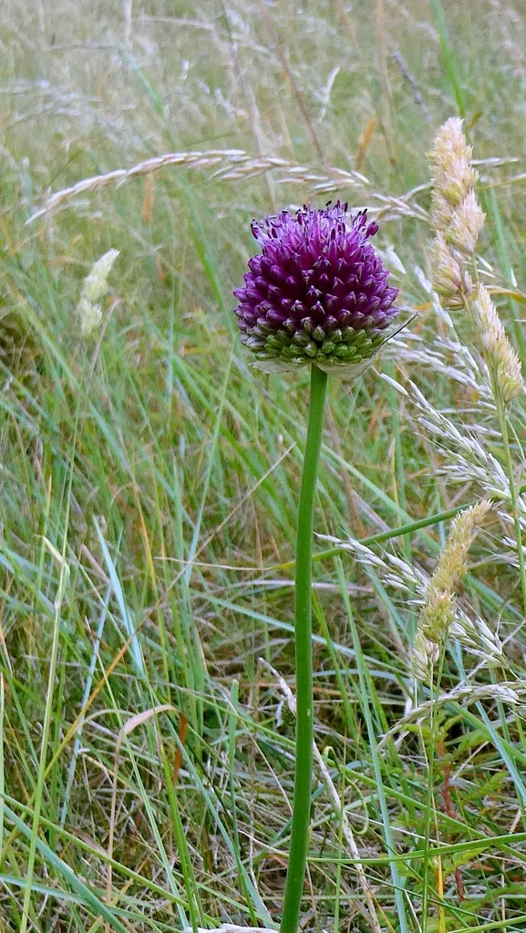 Allium Sphaerocephalon