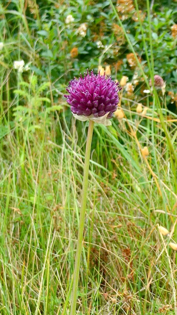 Allium Sphaerocephalon