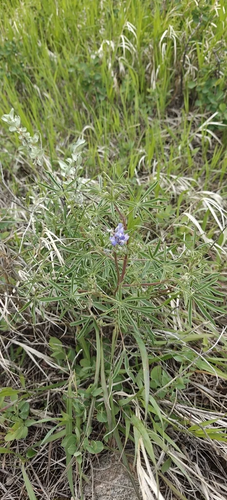Lupinus Argenteus
