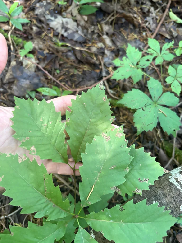Quercus Muehlenbergii
