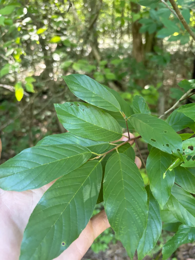 Rhamnus Caroliniana