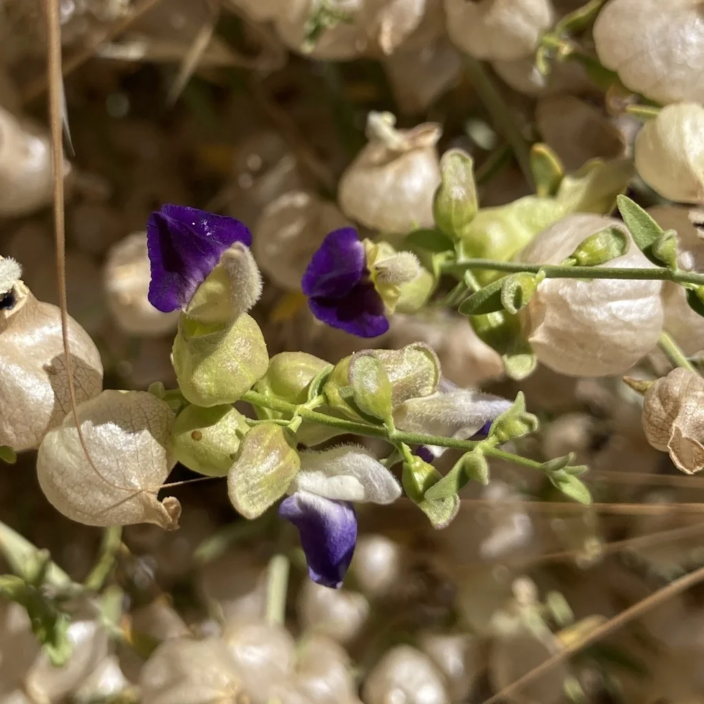 Scutellaria Mexicana