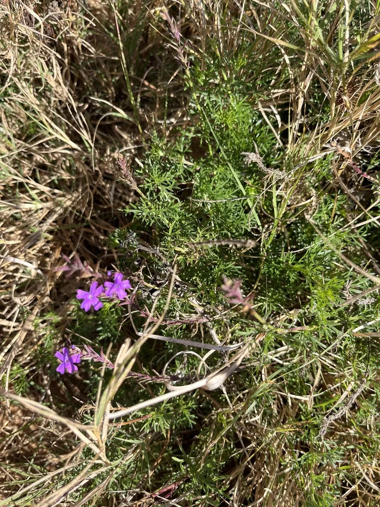 Verbena Tenuisecta
