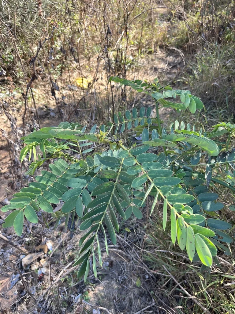 Senna Didymobotrya