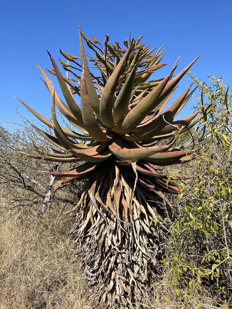 Aloe Marlothii