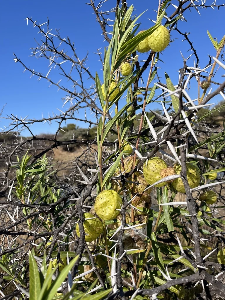Gomphocarpus Physocarpus