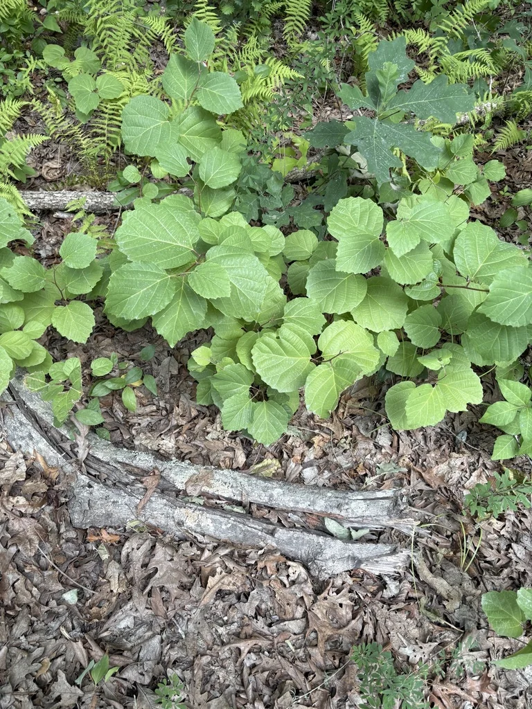 Fothergilla Major
