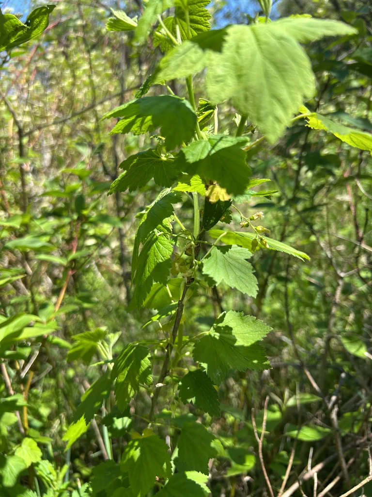 Ribes Americanum