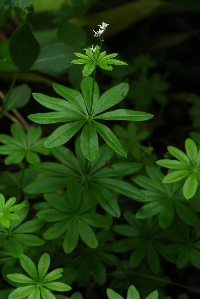 Galium Odoratum