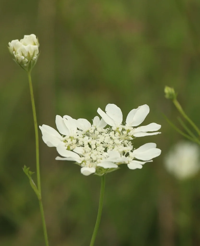Orlaya Grandiflora