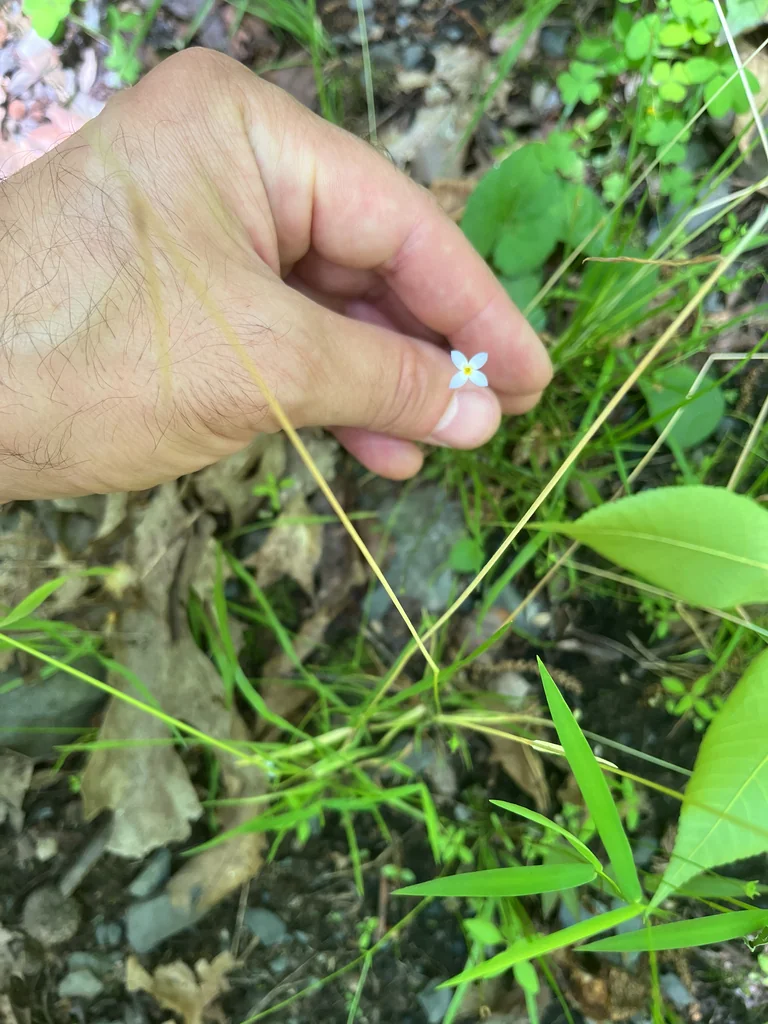 Houstonia Caerulea