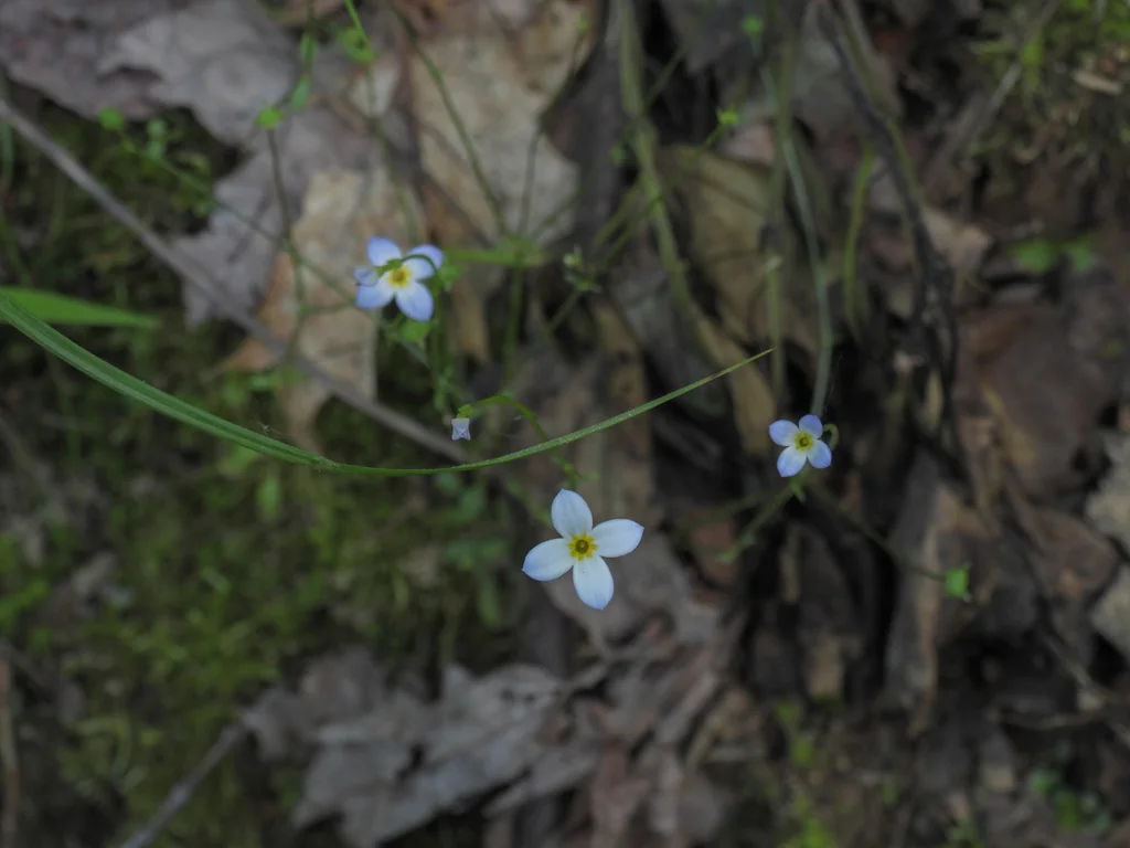 Houstonia Caerulea