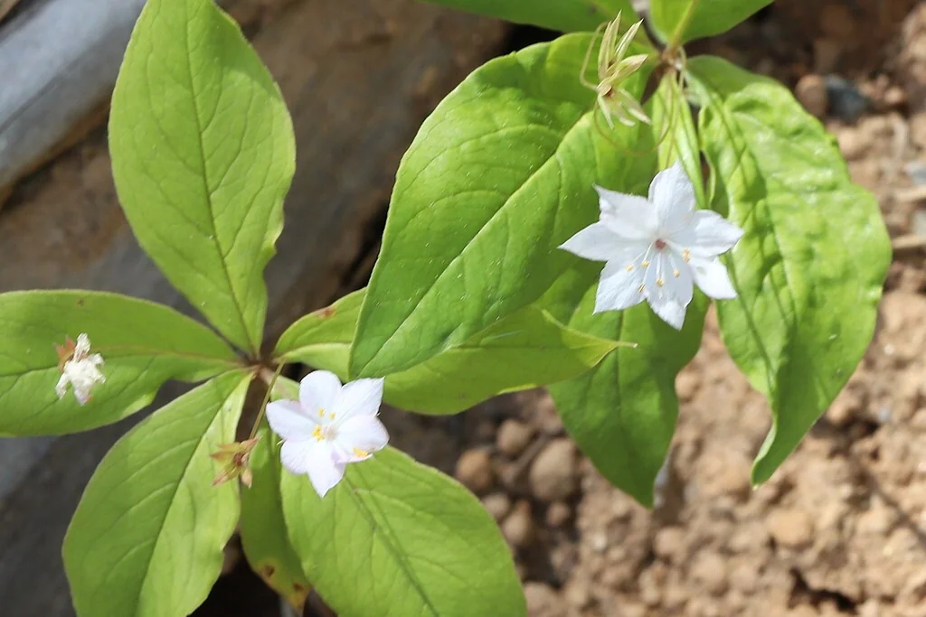 Trientalis Latifolia