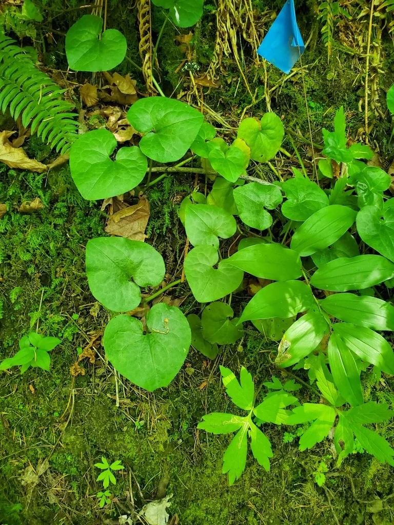 Asarum Caudatum