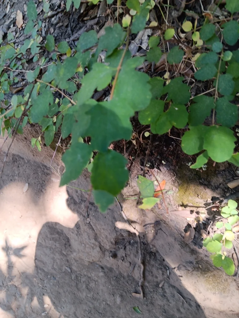 Symphoricarpos Mollis