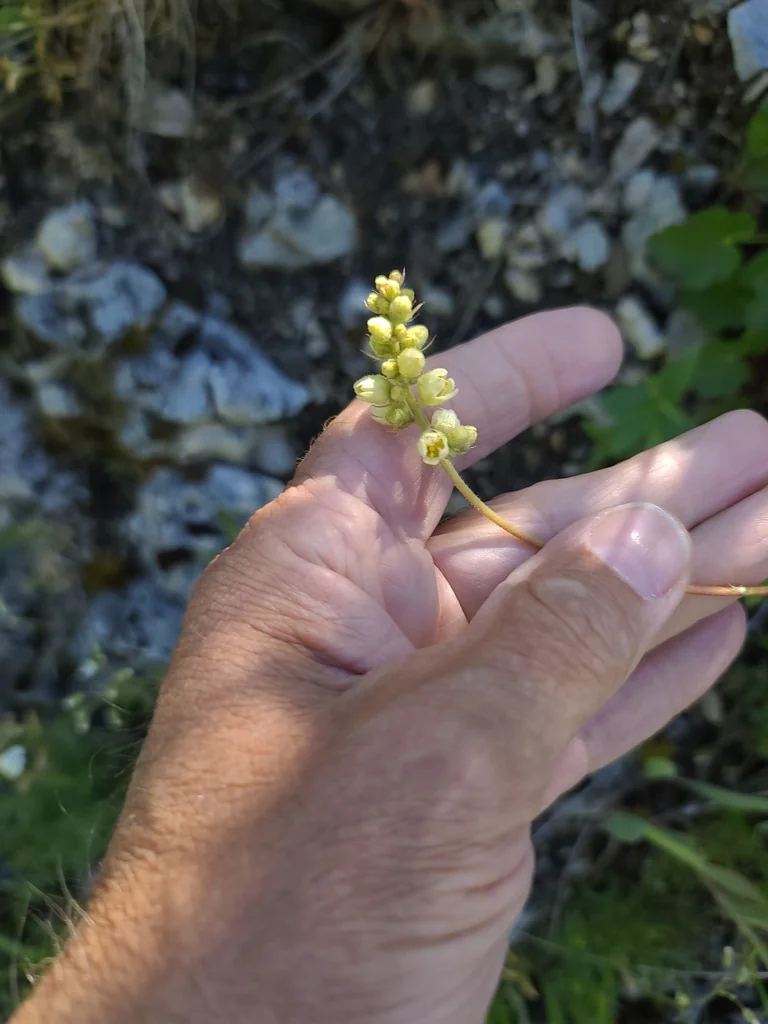 Heuchera Cylindrica
