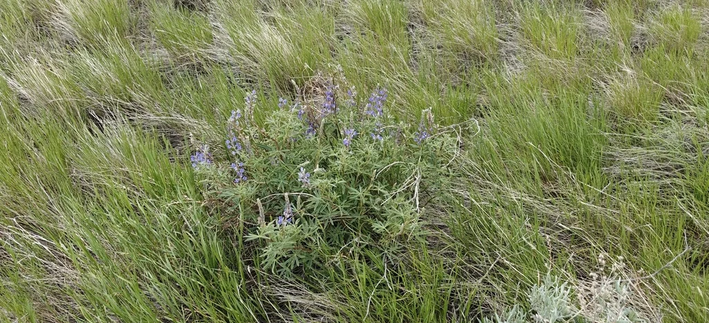 Lupinus Argenteus