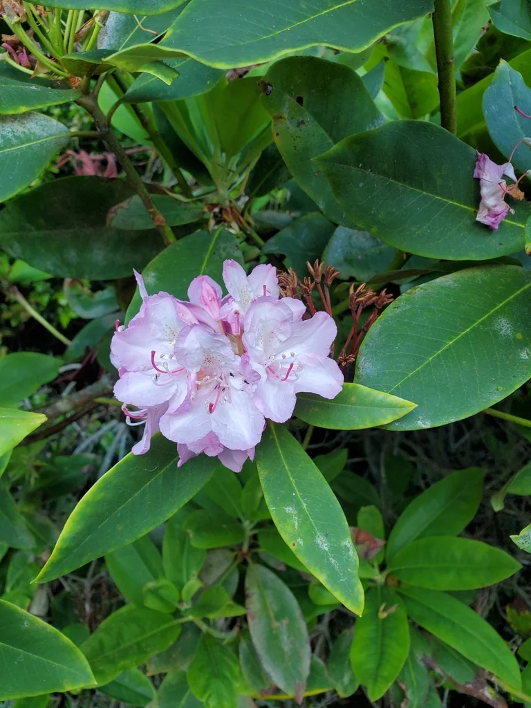 Rhododendron Macrophyllum