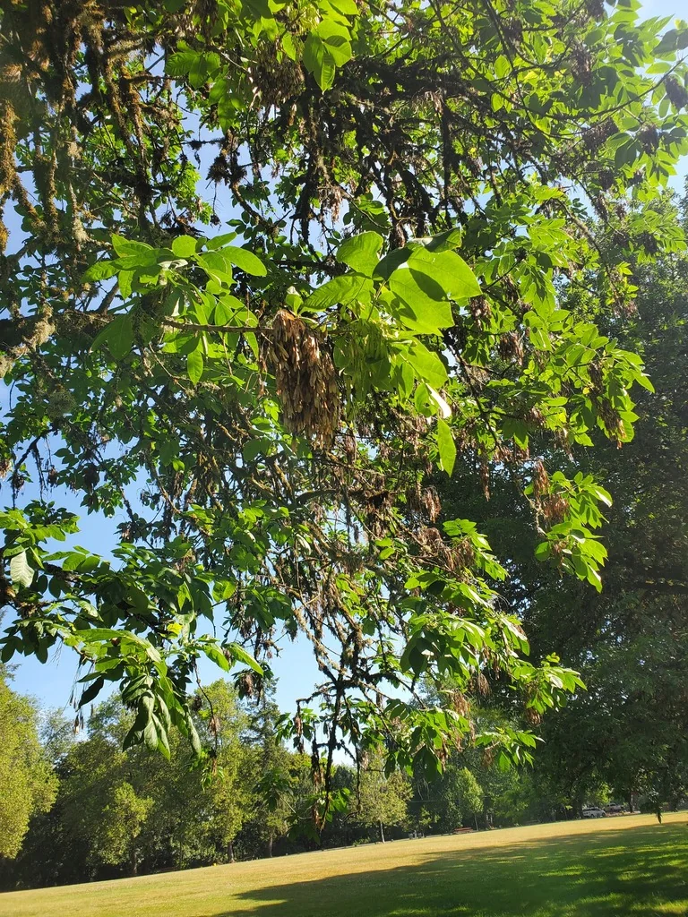 Fraxinus Latifolia