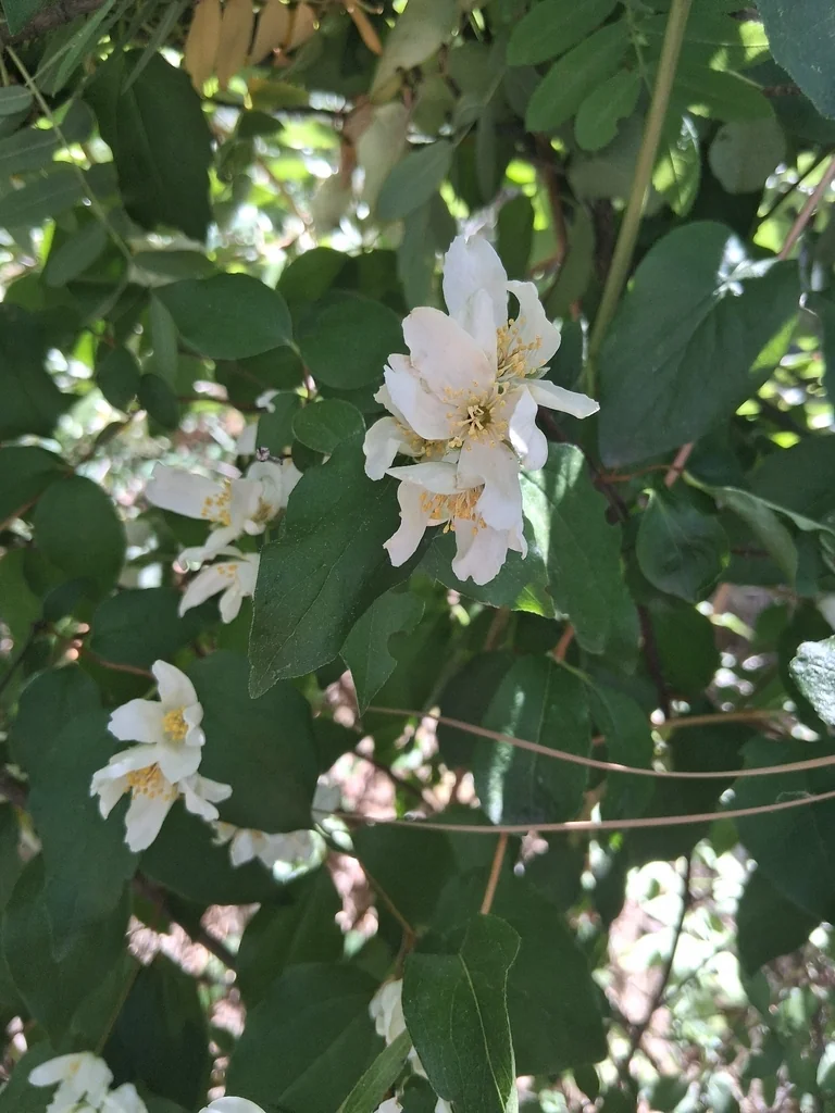 Philadelphus Lewisii