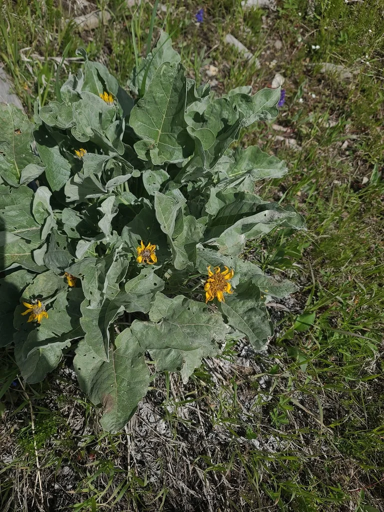 Balsamorhiza Sagittata
