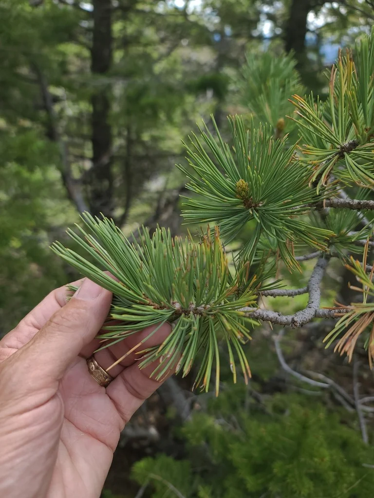 Pinus Flexilis