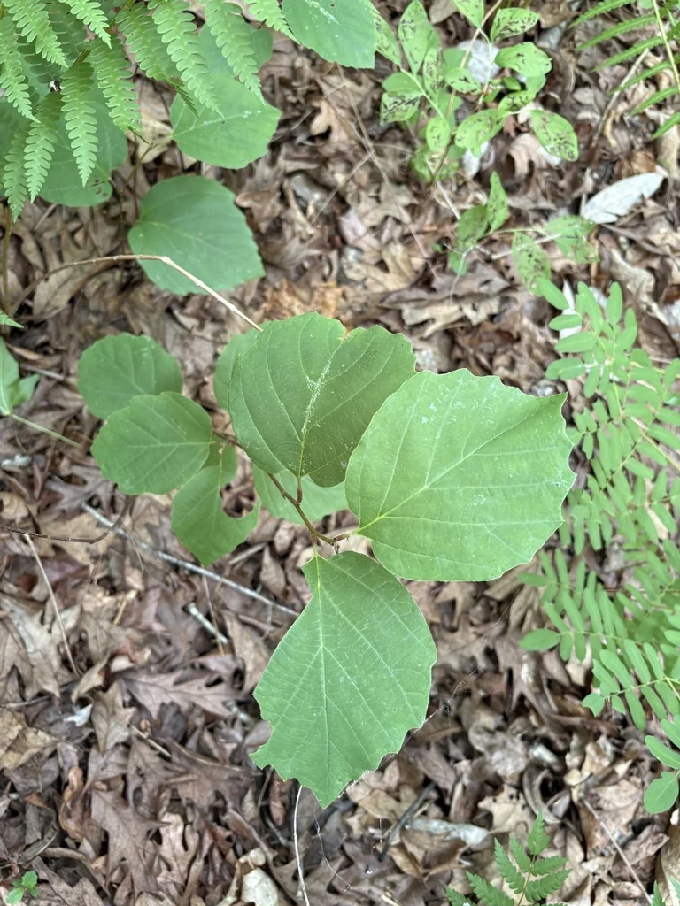 Fothergilla Major