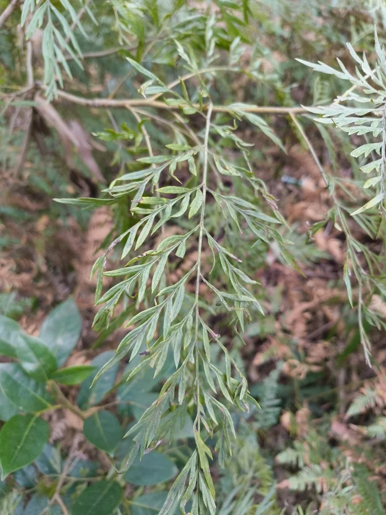 Grevillea Robusta