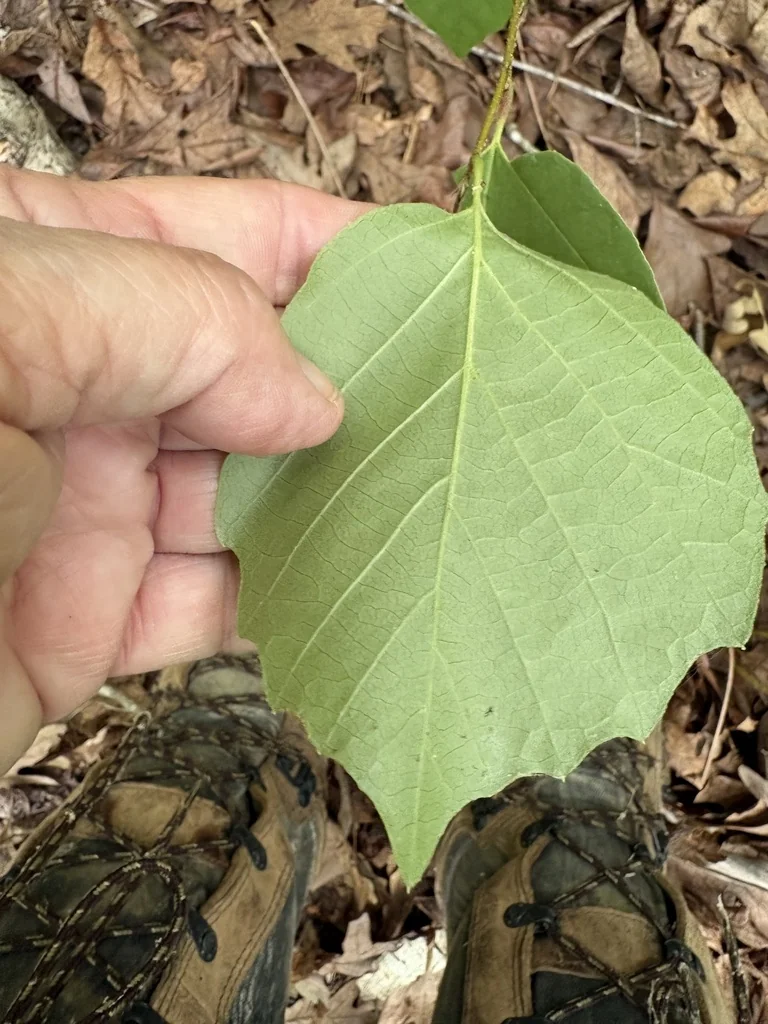 Fothergilla Major
