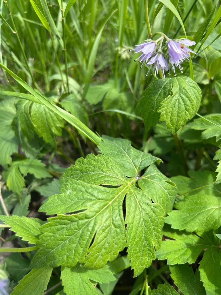 Hydrophyllum Virginianum