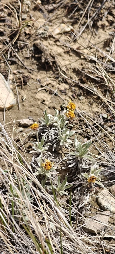Tetraneuris Acaulis