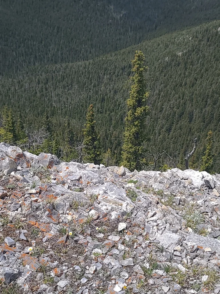 Picea engelmannii