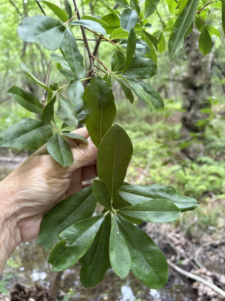 Cyrilla Racemiflora