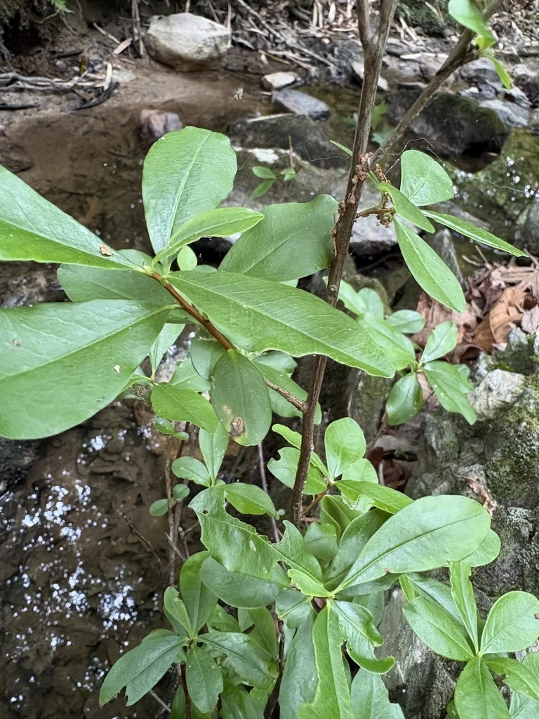Cyrilla Racemiflora